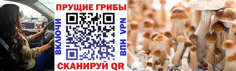 Галлюциногенные грибы MAGIC MUSHROOMS  где купить   Полярные Зори 